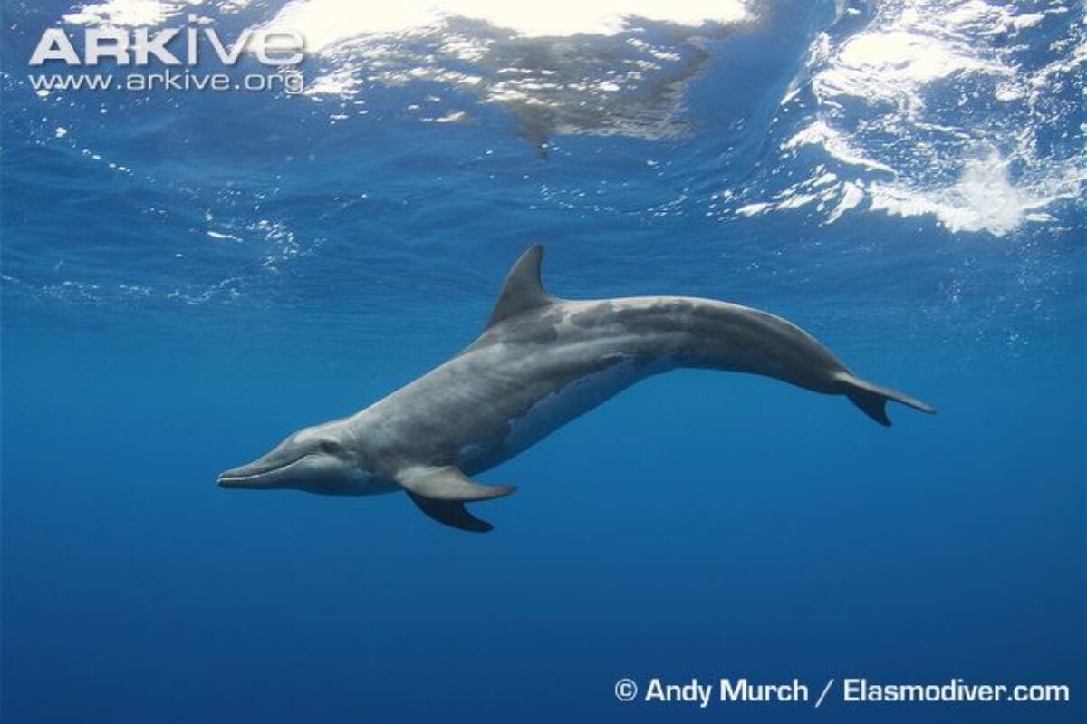 靴 dolphin 1-1-1200x799.jpg