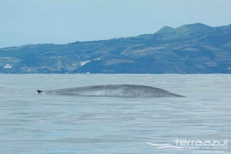 Blue Whale/Balaenoptera musculus
