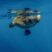 Loggerhead Turtle Fun Fact