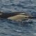 Common dolphins and Loggerhead turtles