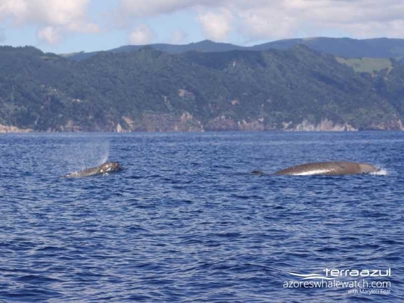 Northern Bottlenose Whale/Hyperoodon ampullatus