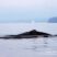 Sperm Whales and flat sea!