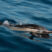 Delphinus delphis – Golfinho comum – Common dolphin