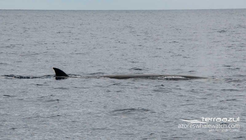 Sei whale / Baleanoptera borealis