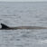Friendly Sei whales and lots of dolphins!