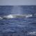 Leviathans of the Ocean and Astounding little creatures