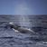 Sei whales again!