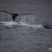 Rainy day together with whales and dolphins!