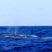 First Fin Whales of February!