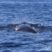 Sei Whales are still in Sao Miguel!