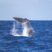 Sperm whales jumping for 1 hour!