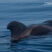 Pilot whales and Risso’s dolphins conflict