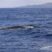 Fin whale rainbow blows