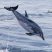 Take me to the your Dolphin World!