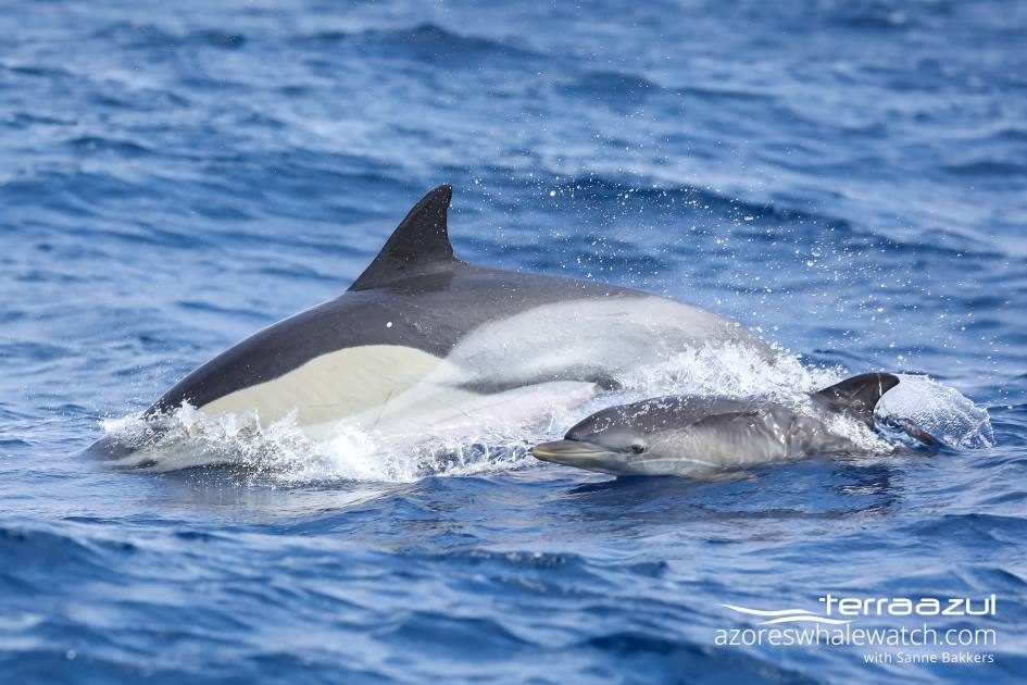 mother with calf