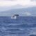 Breaching Sperm Whale