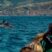 Common and Bottlenose Dolphins!