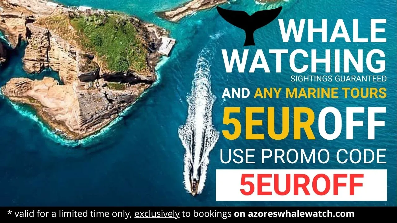 Whale Watching Azores in Sao Miguel