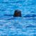 Our residents got visited again by some ‘blackfish’ friends!