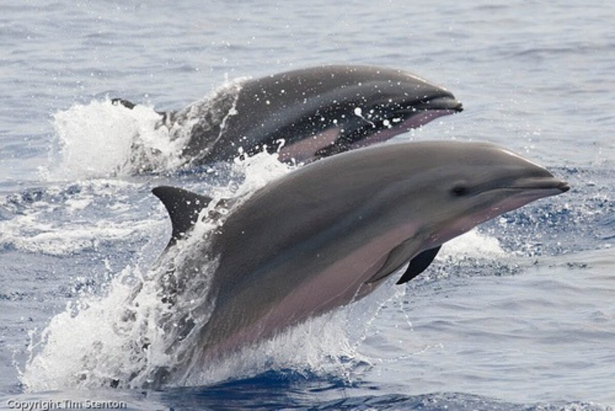 Fraser's dolphin Fun Fact | Azores Whale Watching TERRA AZUL™ | #1