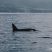 Big dorsal fin at sight!