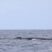 Fin Whale: Mother and calf!
