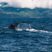 Amazing Humpback Whales!