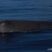 Close-up with Sperm Whale