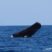 Sperm Whales in the air!