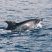 A good time with the Bottlenose!