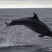 Whales and Dolphins predict the Weather Forecast