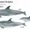 Atlantic Spotted Dolphin