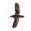 Barolo Shearwater
