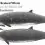 Blainville’s Beaked Whale