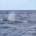 Baleen autumn madness!
