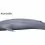 Blue Whales – The largest animal on the planet