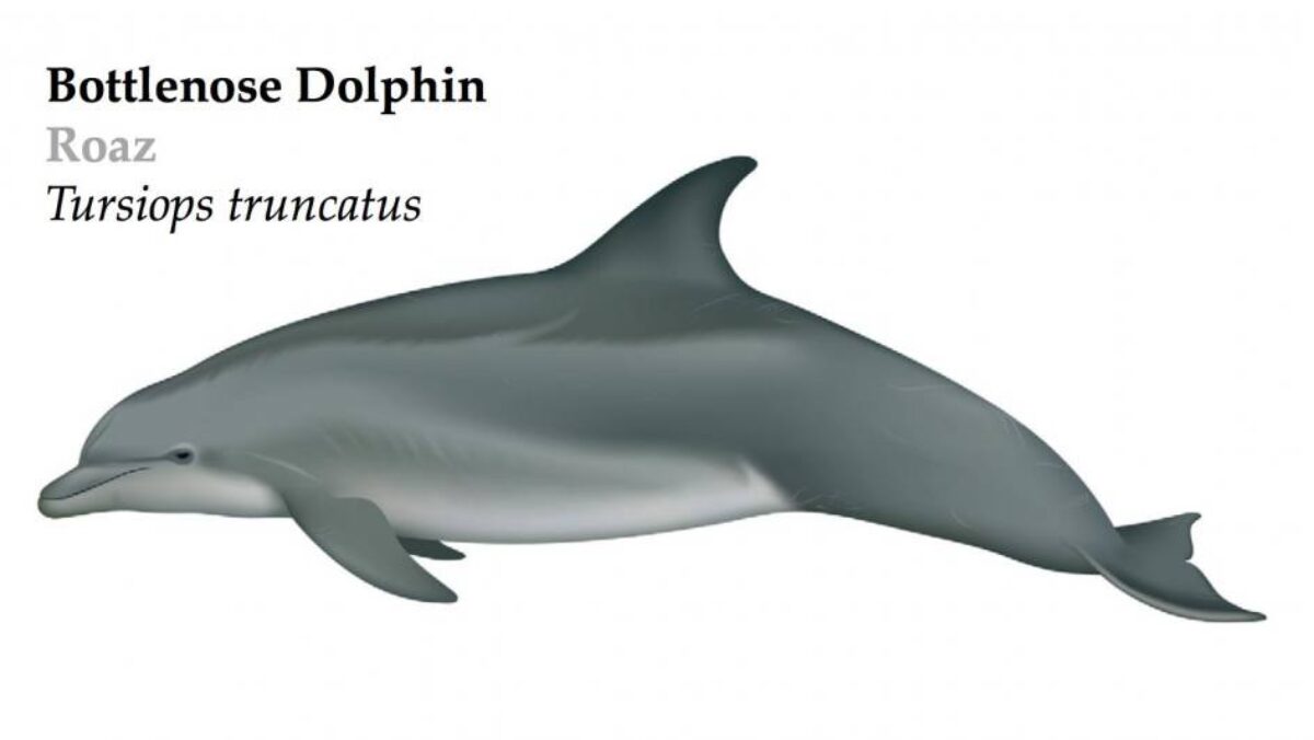 Dolphin様ご確認用ページ☆ Common Bottlenose dolphin | Azores Whale Watching TERRA AZUL™ | #1