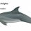 Common Bottlenose dolphin