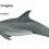 Common Bottlenose dolphin
