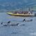 Lonely spermwhale and lots of dolphins !