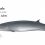 Bryde’s Whale – The “tropical” whale