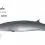 Bryde’s Whale – The “tropical” whale