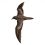 Bulwer’s Petrel
