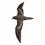 Bulwer’s Petrel