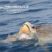 The sight of Loggerhead Turtle anticipates the COSTA yearly update: perfect timing!