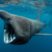 Basking shark Fun Facts!