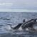 Heaps of feeding action as large numbers of bottlenose and common dolphins gather off our shores