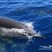 Dolphins and Rainbows !!!