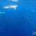Common Dolphins on the hunt!