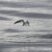 Dolphins in the air!!